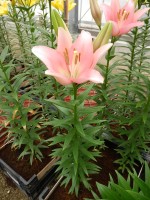 [5097 Lexington VWS No02.JPG]